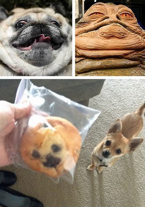 Tastefullyoffensivedogs Who Look Like Other Things Imgur Previously