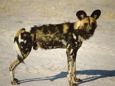 African Wild Dog Canids
