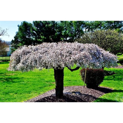 Dwarf Weeping Willow Tree