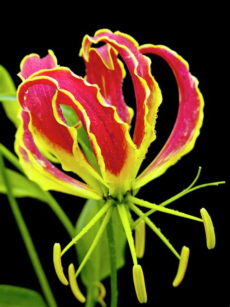 Flame Lily Gloriosa Superba Photograph By Ian Gowland Pixels