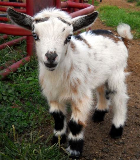 Nigerian Dwarf Goat Buck In 2020 Dwarf Goats Goats Baby Goats