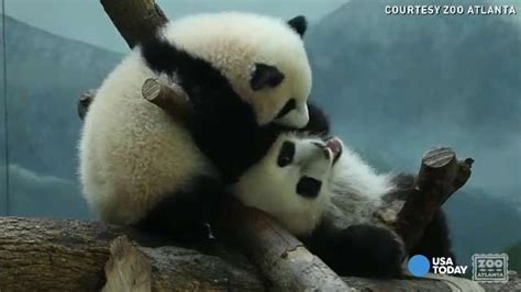 Can You Handle The Cuteness Panda Twins Turn 1