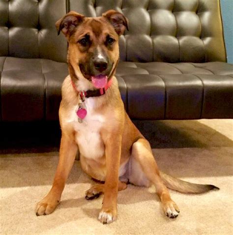 Kahya Our 7 Mo Old Rhodesian Ridgebackboxer Puppy Boxer Mix Boxer