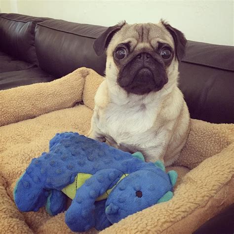 When You Wake Up And Realise Its A Friday Cute Pug Pictures Pug