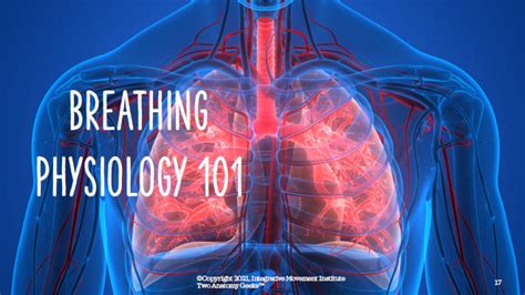 Two Anatomy Geeks Anatomy Of Breathing