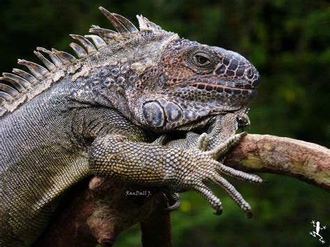 Iguana Iguana Randall Jiménez Q Flickr