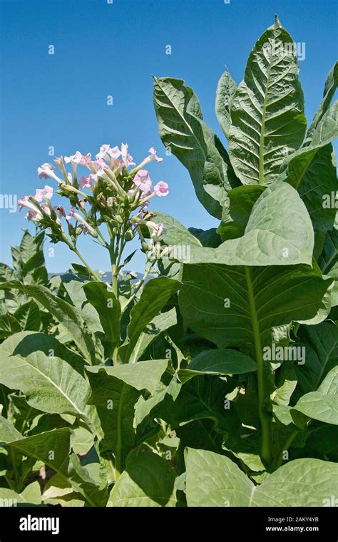 Tobacco Plants And Flowers Nicotiana Tabacum Solanaceae Stock Photo