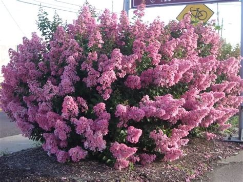 Cooling your home this way will work perfectly as long as you plant the trees primarily on the west and south side of your home. Crape Myrtle - Crape Myrtles are among the toughest, most ...
