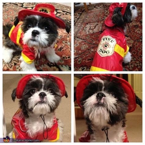 17 Costumes That Prove Shih Tzus Always Win At Halloween