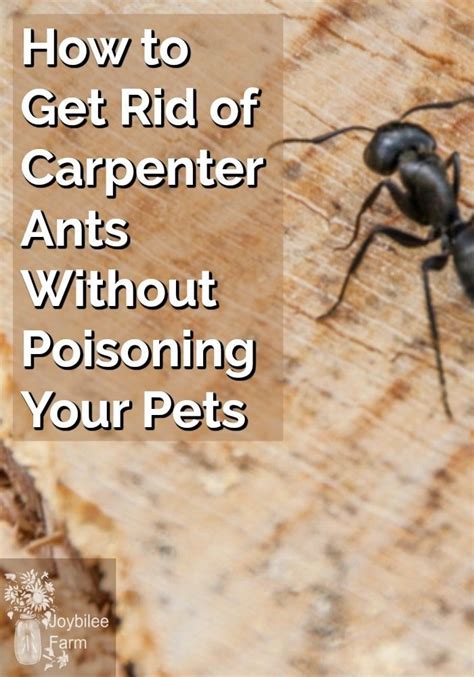 Carpenter ants in toronto are extremely difficult to get rid of even for seasoned exterminators. How to Get Rid of Carpenter Ants Without Poisoning Your ...