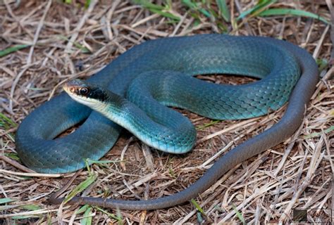 Blue Racer Snake Facts And Pictures Reptile Fact