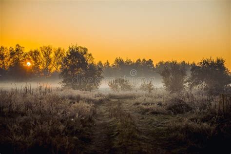 Dawn In The Forest Fog Stock Photo Image Of Autumn Sunrise 62453180