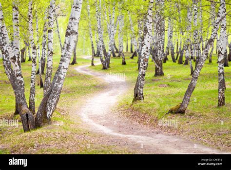 Birch Forest Hi Res Stock Photography And Images Alamy