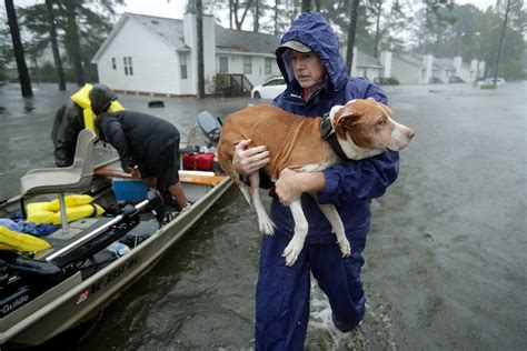Animals Stranded By Florence Get Rescued In Video Time