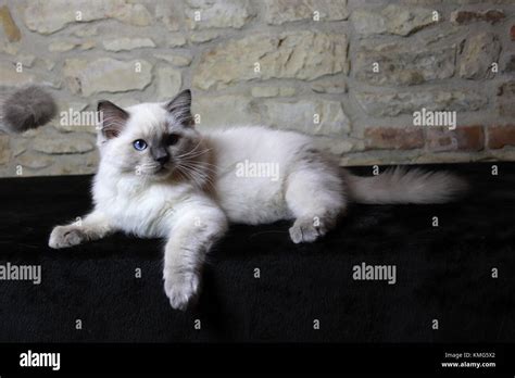 Ragdoll Kittens Cats Stock Photo Alamy