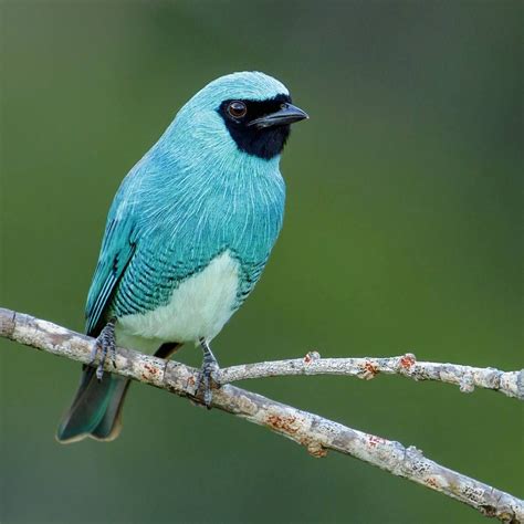 A Striking Swallow Tanager Posing For Glenn And His Brazil Photo