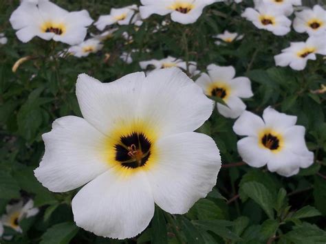 White Flower With 5 Petals With Black And Yellow Center