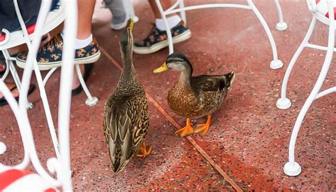 Two Ducks Standing Next To Each Other On A Red And White Floor With