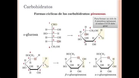 Grupos Funcionales De Los Carbohidratos