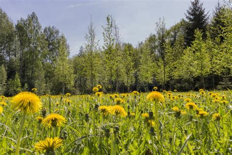 Fantastic Field With Fresh Yellow Dandelions Flowers On The Blue Sky