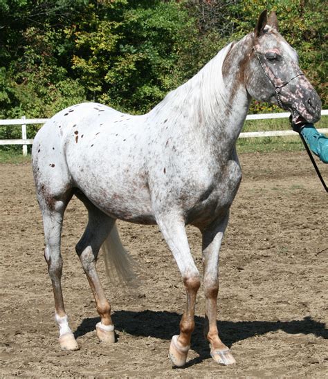 araappaloosabyfantasydesignstock dzejpg  pixels rare horse breeds rare