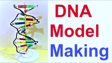 Labeled Dna Models Projects