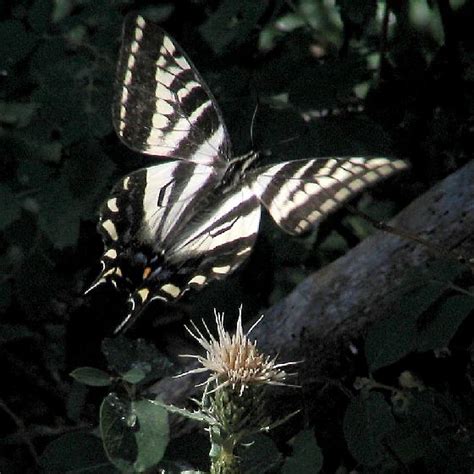 Pale Swallowtail In Flight Papilio Eurymedon Bugguide Net