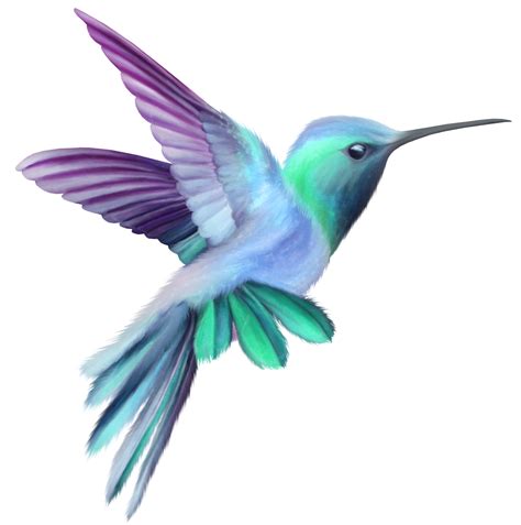 Pictures Of A Hummingbird Clipart Clipart Best