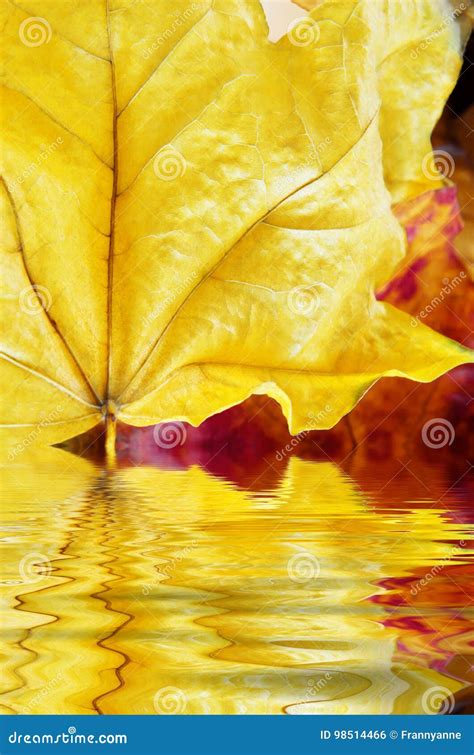 Autumn Leaves Close Up Reflecting In Water Ripples Stock Photo Image