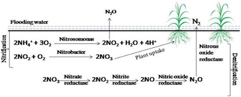 Nitrous Oxide Production And Emission From Rice Field Download