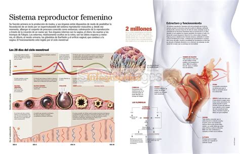 Infografía Sistema Reproductor Femenino Infographics90