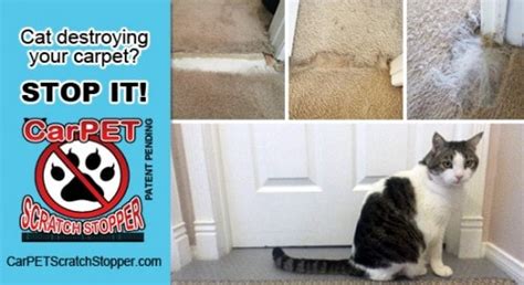 How To Stop Your Cat From Scratching Your Furniture And Carpets