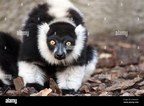 Black And White Ruffed Lemur Stock Photo Alamy