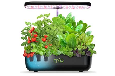 Best Hydroponic System For Tomatoes Top Growing Methods