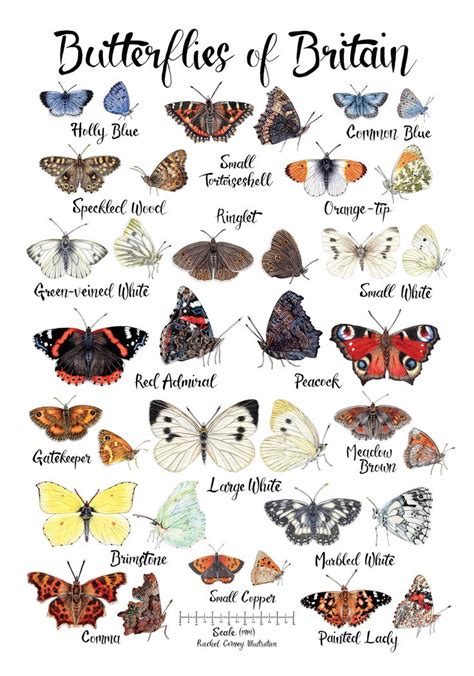 British Butterflies Poster A3 Or A4 Decorative Identification Etsy Uk