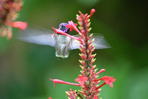 Purple Costas Hummingbird Sipping On Red Firespike Flickr