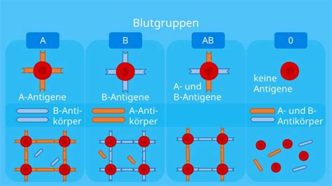 Blutgruppen Vererbung einfach erklärt AB0 System 2023