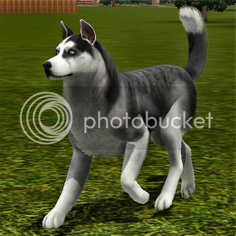 Sims Kennel Club Skc Open Now Page 7 — The Sims Forums