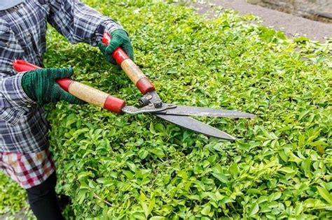 As you discovered, burning bushes do not like severe pruning. Practical Guide: How To Trim A Burning Bush - Gardening Dream
