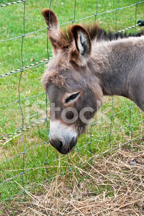 Donkey Profile Stock Photo Royalty Free Freeimages