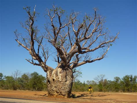 Just Keep On Travelling Still More Boab Trees Near Derby