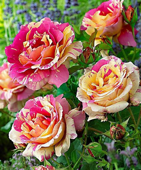 Large Flowered Rose Candy Stripe Roses From Spalding Bulb