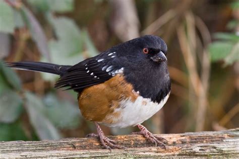 Rufous Sided Or Spotted Towhee The Rufous Sided Towhee Is Flickr