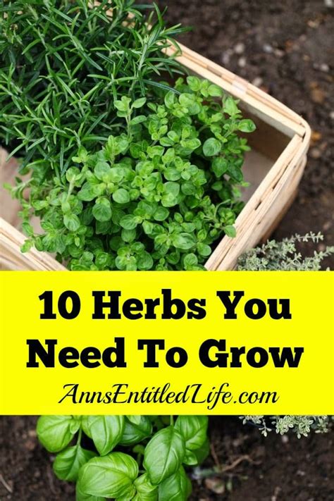 Best Diy Projects 10 Herbs You Need To Grow Fresh Herbs Have A Long