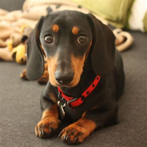 Can Dachshunds Have Long Legs Dog Breed Information