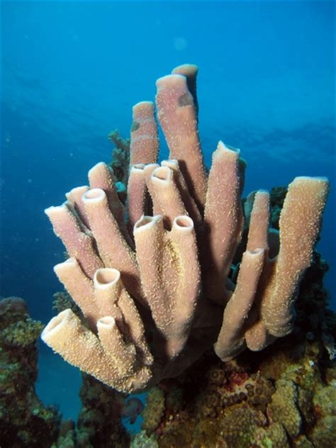 Poríferos Filo Porifera Animais Infoescola
