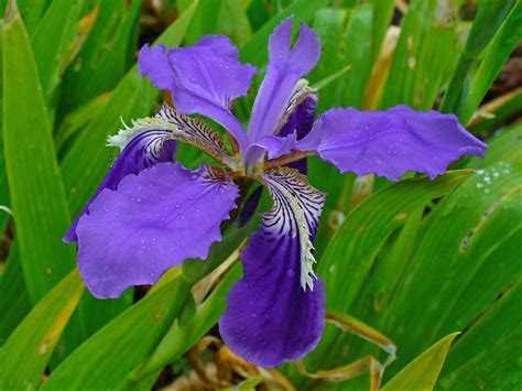 Iris National Flower Of Algeria Vdio Magazine 2024