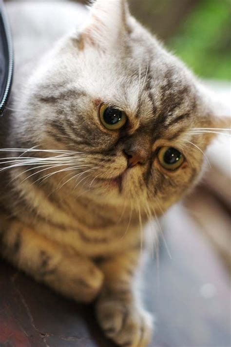 11 best Smoosh face Cats images on Pinterest | Kitty cats ...