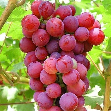 Grape Vine Vitis Red Deciduous Climbing Fruit Plant Hardy Outdoor