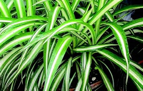 Appartiene alla famiglia botanica delle portulacaceae. Coltivare il Clorofito farà piacere ai vostri gatti! Il ...